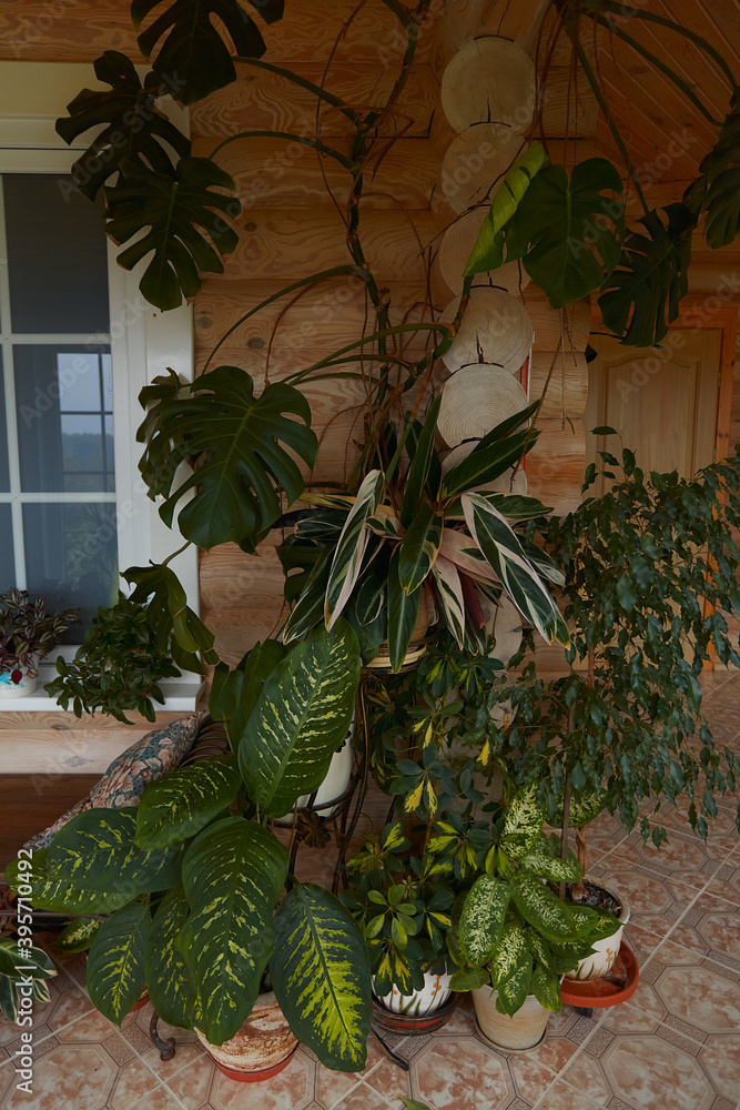 Fototapeta premium decorative plants on patio in wooden house
