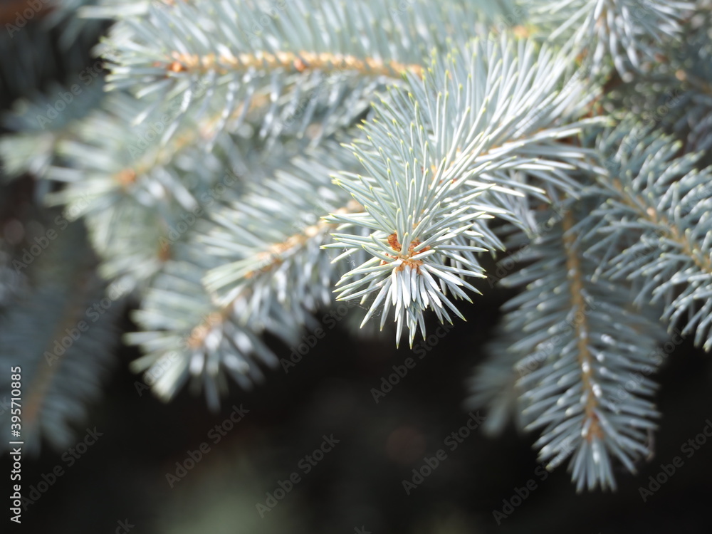 firs and fir trees with cones and needles firs and fir trees with cones and needles