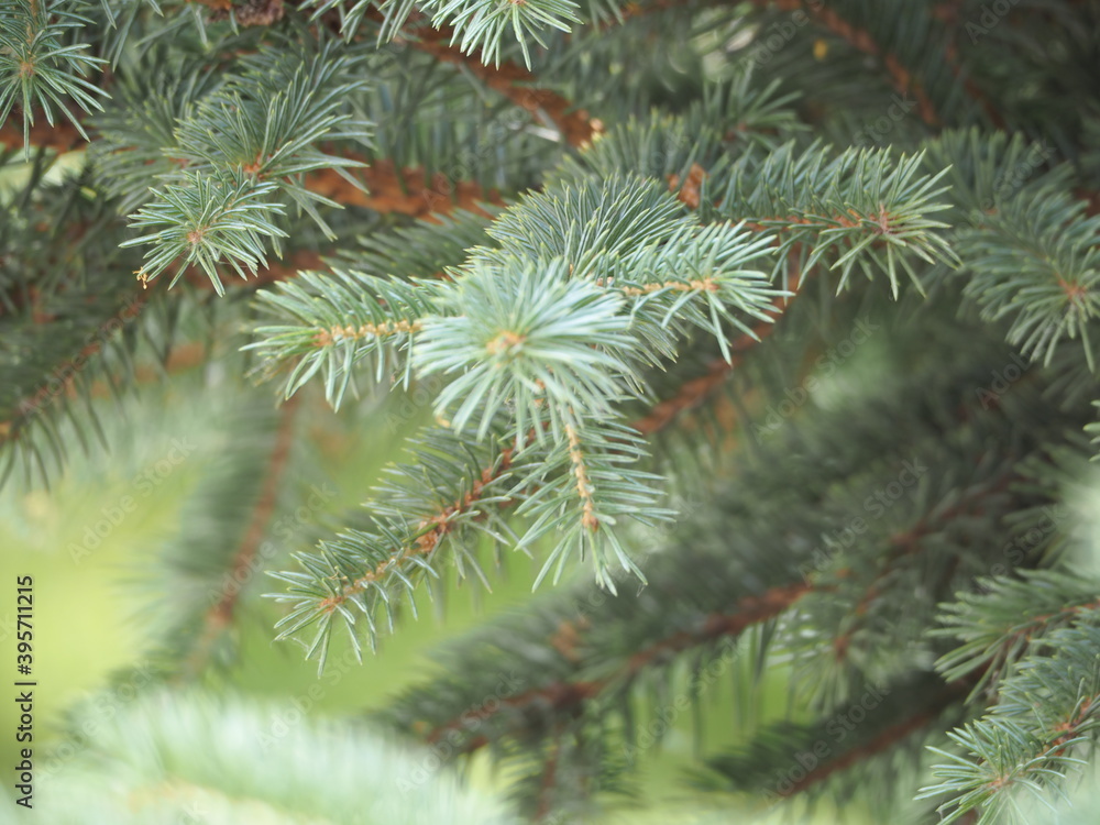 firs and fir trees with cones and needles firs and fir trees with cones and needles