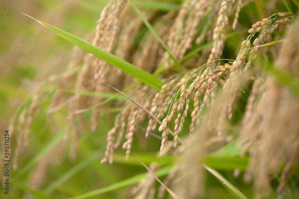 Close-up of ripening ears of rice outdoors in the field