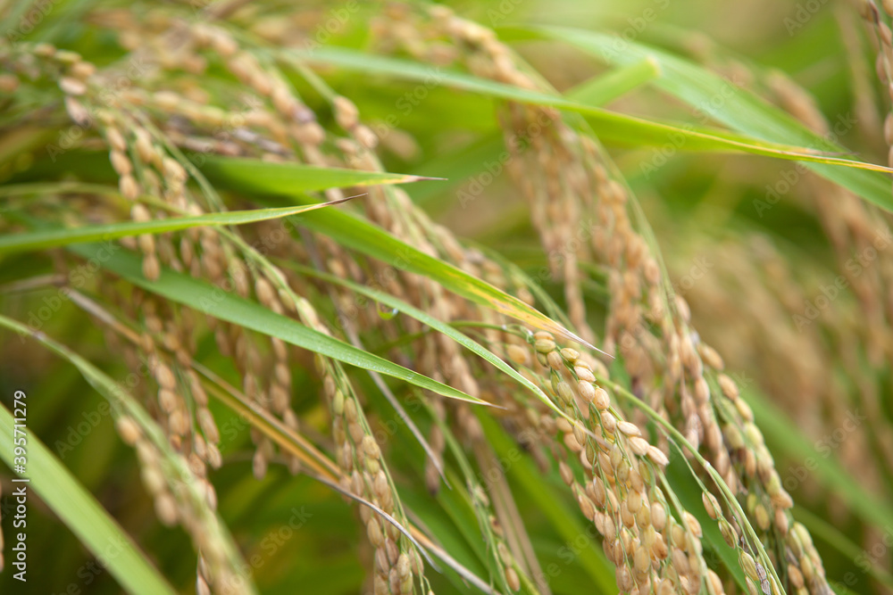 Close-up of ripening ears of rice outdoors in the field Close-up of ripening ears of rice outdoors in the field