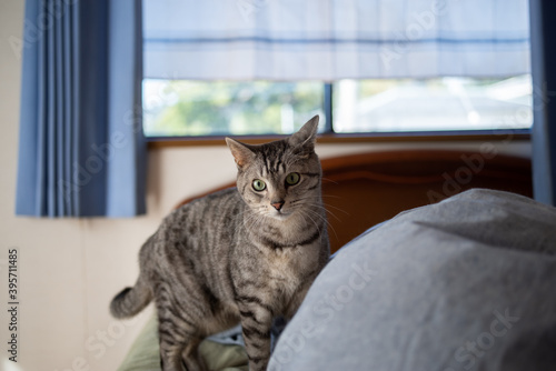 Wallpaper Mural 寝室にいる猫　サバトラ猫 Torontodigital.ca