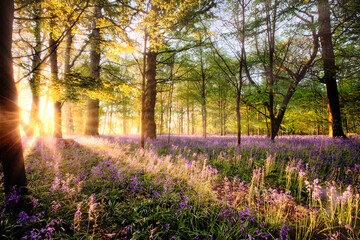 Leinwandbilder Honigfarbe Amazing sunrise through Norfolk bluebell woodland  © mreco