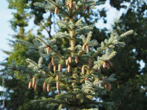 firs and fir trees with cones and needles