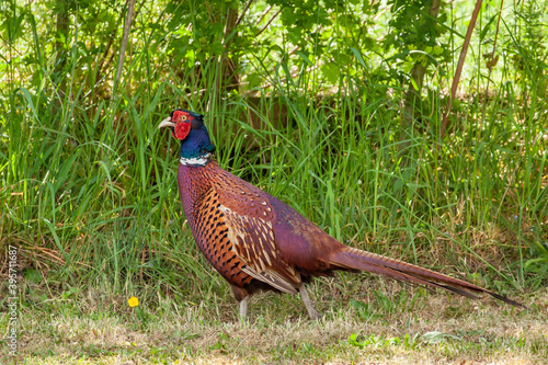 Wallpaper Mural Beautiful wild pheasant bird close up Torontodigital.ca