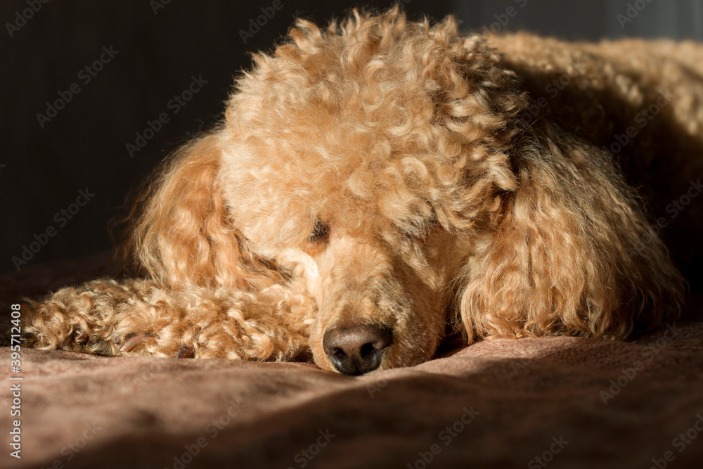 A curly fluffy brown poodle, lit by the bright sun, against a dark background. A curly fluffy brown poodle, lit by the bright sun, against a dark background.
