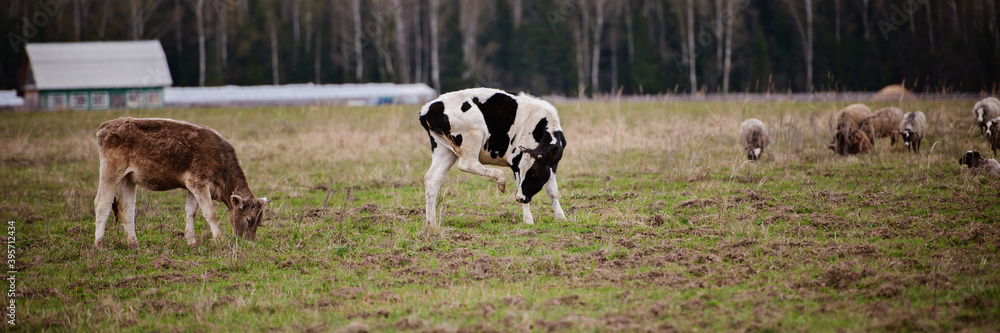 Cow scratches ear with hoof, grazing on the farm. Extra wide banner Cow scratches ear with hoof, grazing on the farm. Extra wide banner