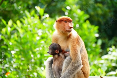 Photography Photo picture of a beautiful monkey nasach Nasalis larvatus against the backdrop of the tropical island jungle