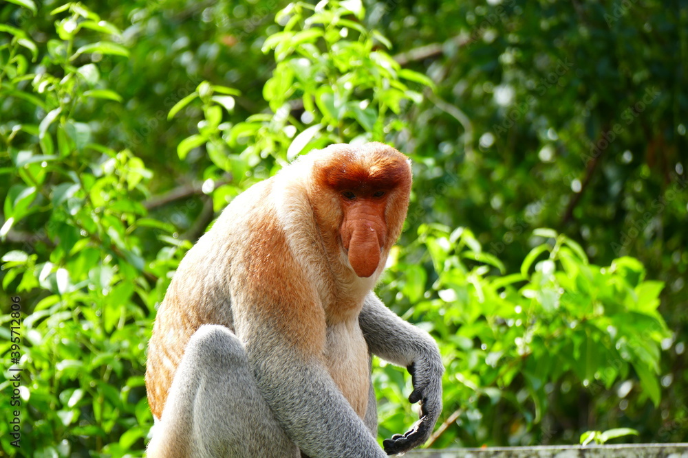Fototapeta premium Photo picture of a beautiful monkey nasach Nasalis larvatus against the backdrop of the tropical island jungle.