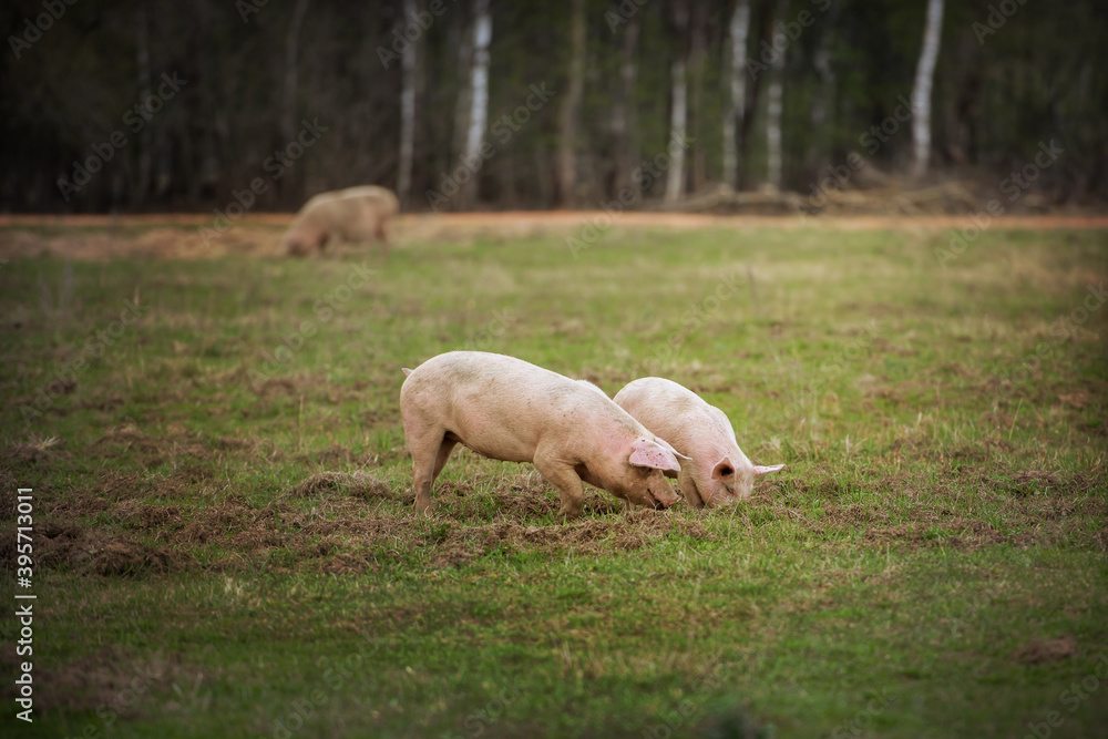 Three pigs graze on the farm. Three pigs graze on the farm.