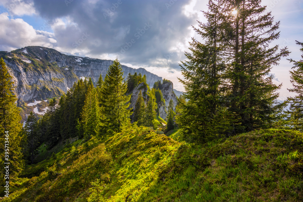 Mystical green forest with firs, rocks and mountains in the Allgäu Alps. Bavaria, Germany