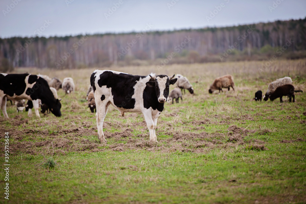 a herd of cows, pigs, swines and sheep grazing on the farm a herd of cows, pigs, swines and sheep grazing on the farm