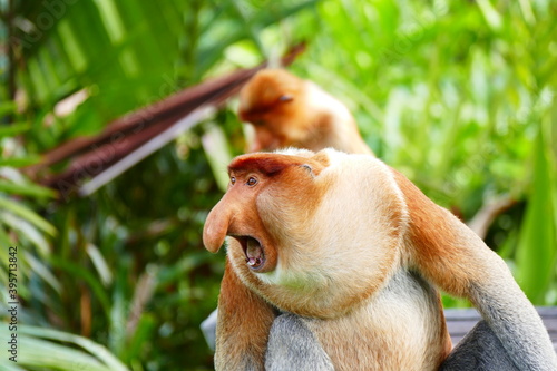 Photography Photo picture of a beautiful monkey nasach Nasalis larvatus against the backdrop of the tropical island jungle