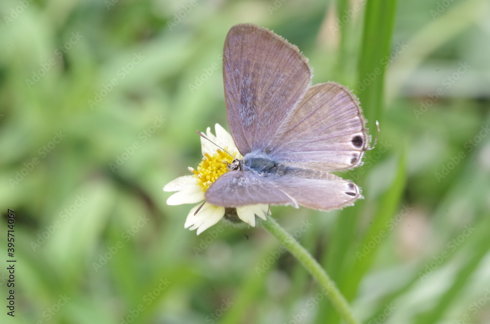 butterfly butterfly