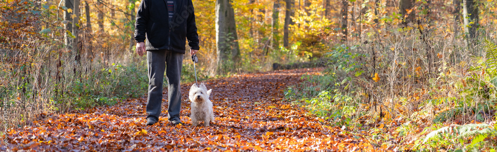 Caucasian man in gray jeans and black jacket is walking with white dog in autumn forest Caucasian man in gray jeans and black jacket is walking with white dog in autumn forest