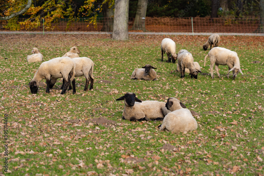Obraz premium Flock of black-headed sheep on an autumn pasture
