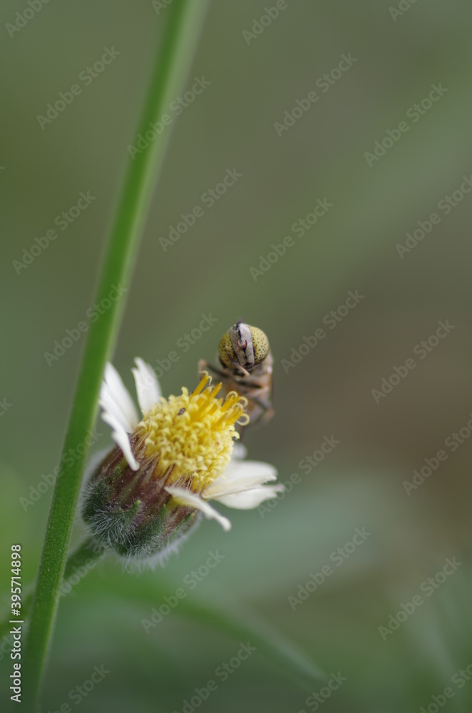 bee on a flower bee on a flower