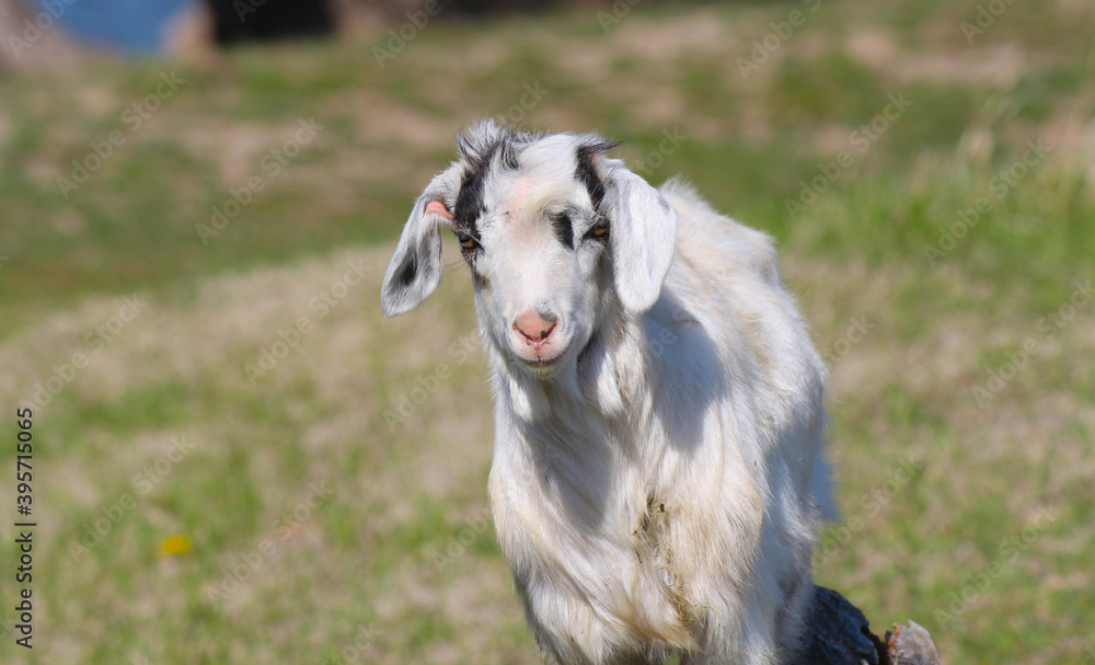 young ram walking in the meadow white wool young ram walking in the meadow white wool