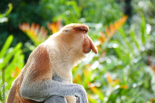 Fototapeta Naklejka Na Ścianę i Meble -  Photo picture of a beautiful monkey nasach Nasalis larvatus against the backdrop of the tropical island jungle.