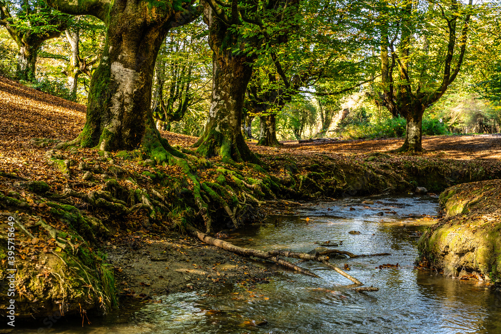 hayedo en otoño con río cruzando hayedo en otoño con río cruzando