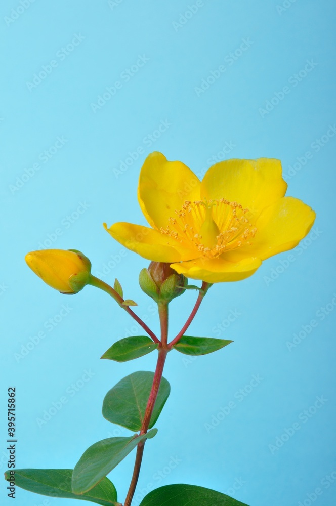 Ornamental St. John's Wort on a blue background Ornamental St. John's Wort on a blue background