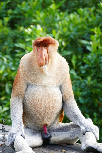 Fototapeta Naklejka Na Ścianę i Meble -  Photo picture of a beautiful monkey nasach Nasalis larvatus against the backdrop of the tropical island jungle.