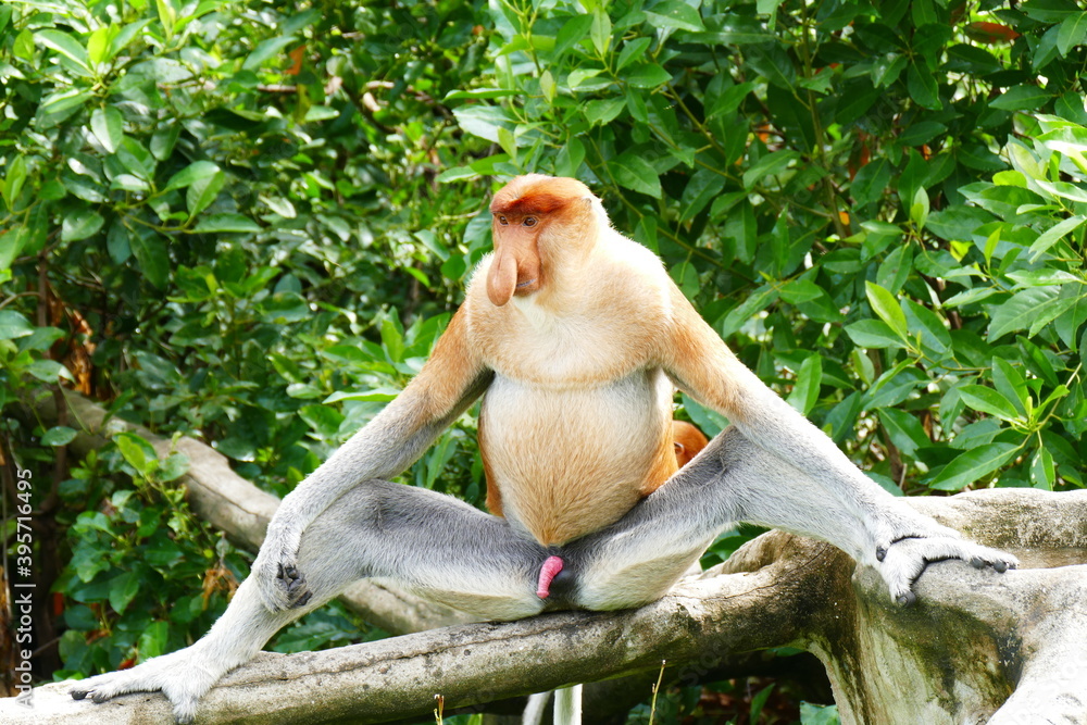 Fototapeta premium Photo picture of a beautiful monkey nasach Nasalis larvatus against the backdrop of the tropical island jungle.
