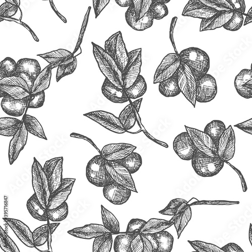 Plum tree branch. Line art, sketch, engraving, line art. Seamless pattern. Isolated vector illustration.