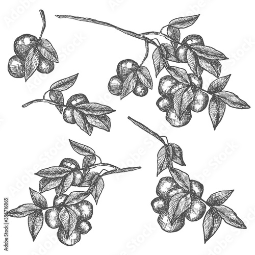 Plum tree branch. Line art, sketch, engraving, line art. Isolated vector illustration.