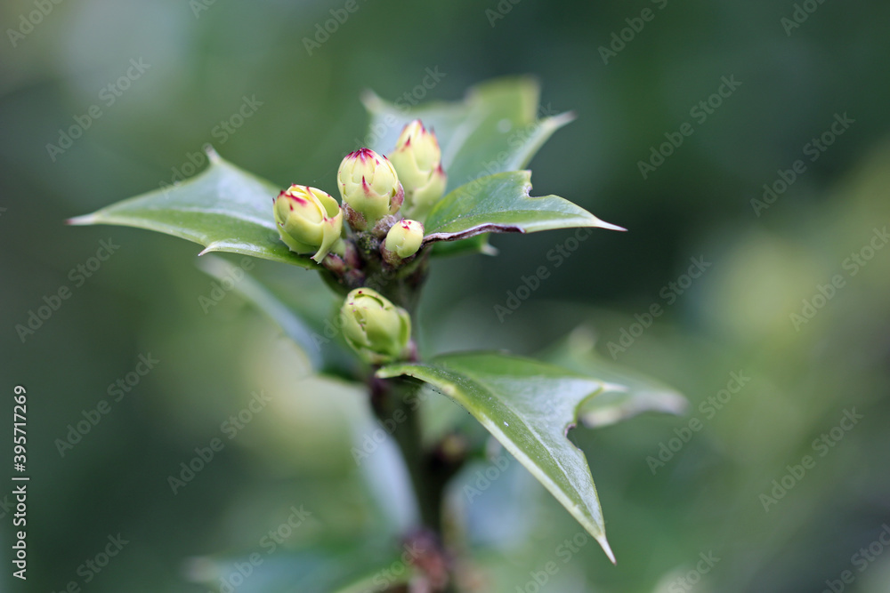 Perny holly leaf buds Perny holly leaf buds