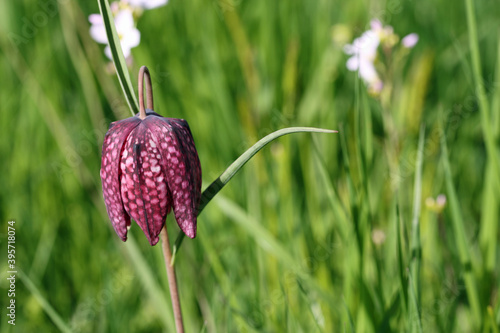 Pink snakes head fritillary flower
