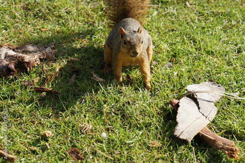 squirrel in the park