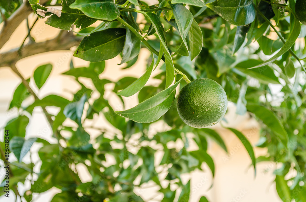 The fruit of a green lemon on the branches of a tree 