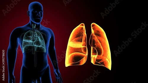 3d illustration of human respiratory system lungs anatomy
 photo