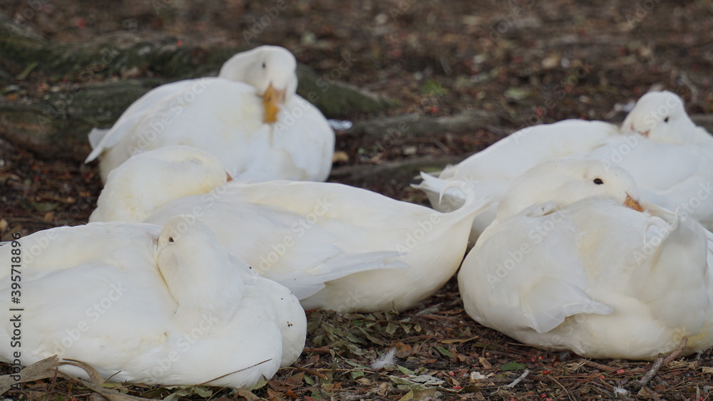 Obraz premium a group of ducks