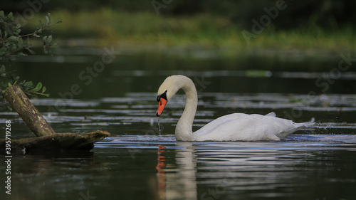 Obraz na płótnie Cygne tuberculé w salonie