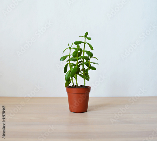 Crassula green house plant in brown pot on wooden desk over white 
