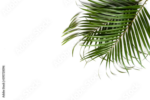 Green leaves of palm tree on white background.