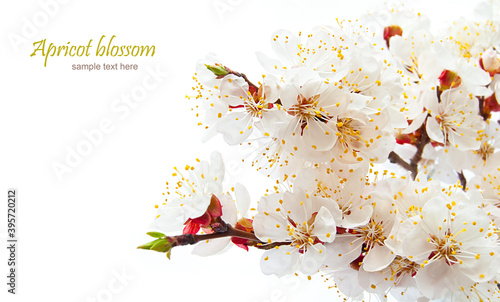 Branch of Apricot Blossom on the white background