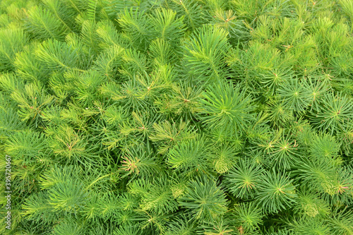 Ornamental herb Euphorbia cyparissias in a garden landscape. Floral texture and background.