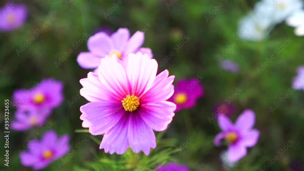 満開のコスモス60fps