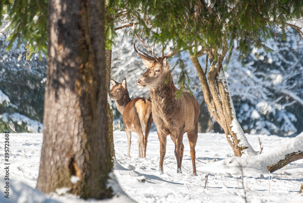Obraz premium Red Deer In The Winter Forest
