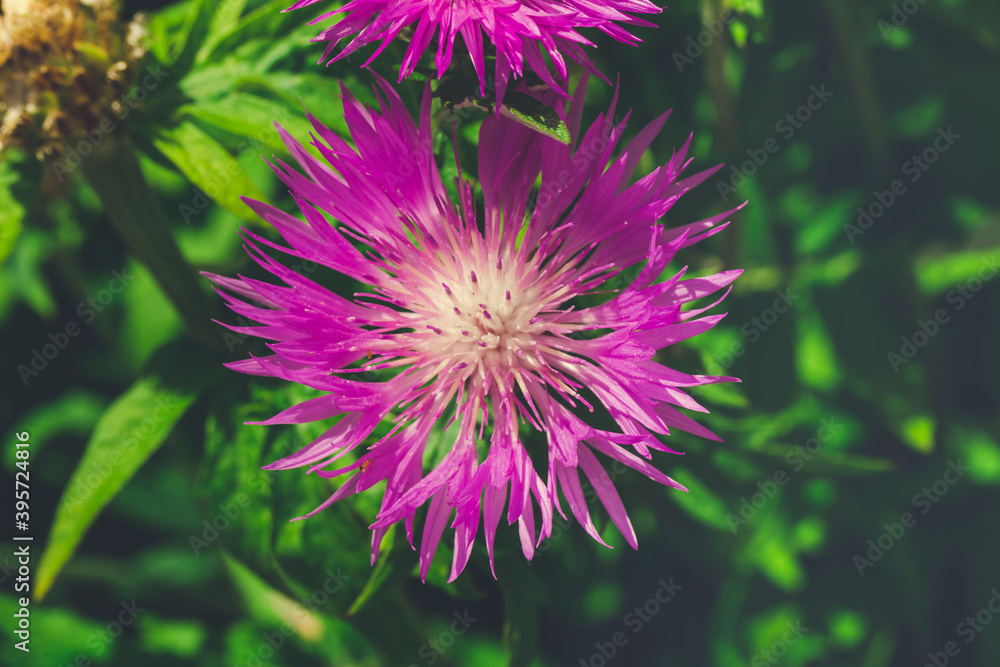 Knapweed close-up. Purple bright flower on a background of green leaves. Beautiful botanical floral background. Flowering plant from above view