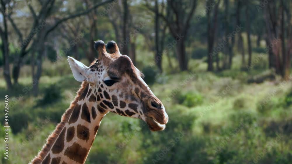 Close up portrait of giraffe htad (Giraffa camelopardalis) is an African even-toed ungulate mammal, the tallest living terrestrial animal and the largest ruminant. Animal world of Kenyain Africa. Close up portrait of giraffe htad (Giraffa camelopardalis) is an African even-toed ungulate mammal, the tallest living terrestrial animal and the largest ruminant. Animal world of Kenyain Africa.