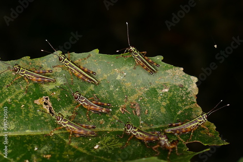 Group of Acridoidea grasshoppers of the order Orthoptera, which meet in the Amazon rainforest and eat the leaves until the tree is completely defoliated. Near the village Solimões, State Pará, Brazil photo