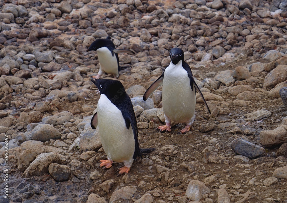 Naklejka premium There are three cute Adelie penguins on the stone plain.