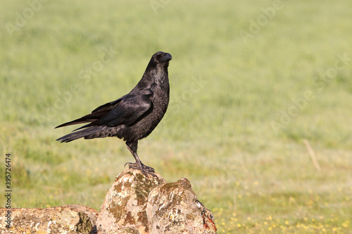 Common raven with the first light of dawn © Jesus