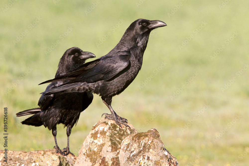 Fototapeta premium Common raven male and female with the first light of dawn