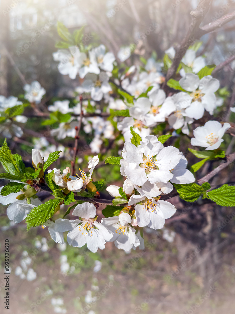 White blooming apple trees in spring sunny day. The freshness of spring.