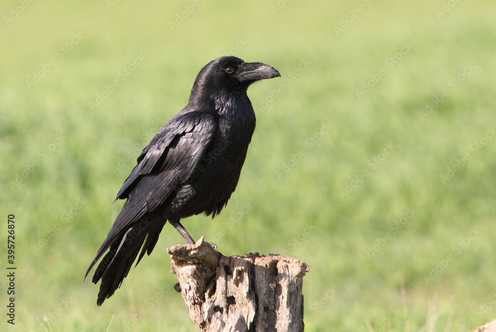 Common raven with the first light of dawn Common raven with the first light of dawn